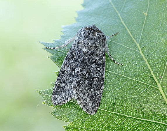 73.044 BF2288 Sweet Gale Moth Acronicta cinerea