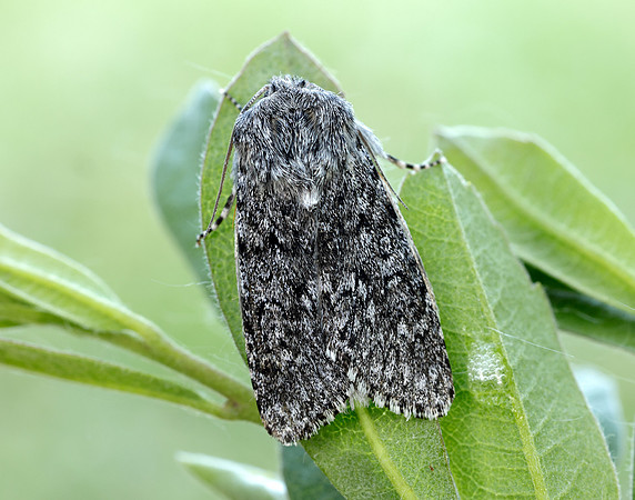 73.044 BF2288 Sweet Gale Moth Acronicta cinerea
