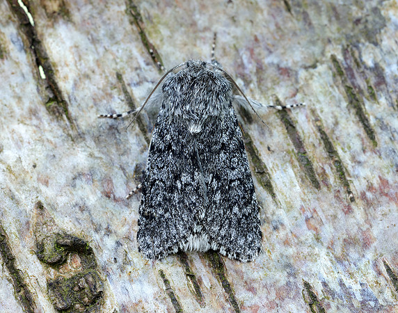 73.044 BF2288 Sweet Gale Moth Acronicta cinerea