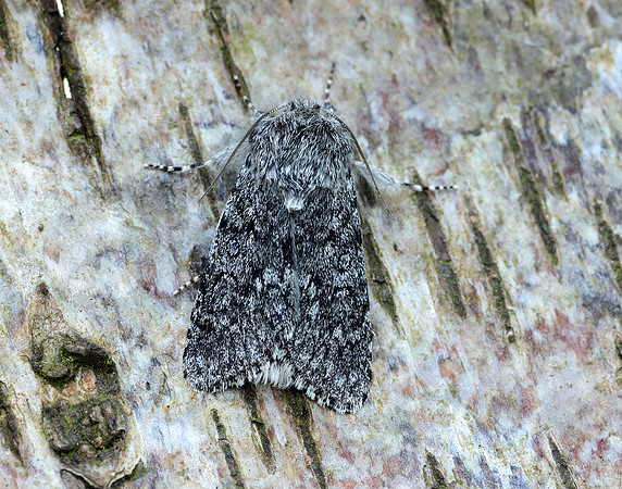 73.044 BF2288 Sweet Gale Moth Acronicta cinerea