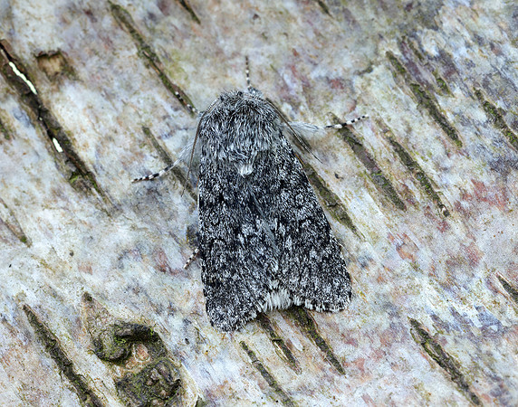 73.044 BF2288 Sweet Gale Moth Acronicta cinerea