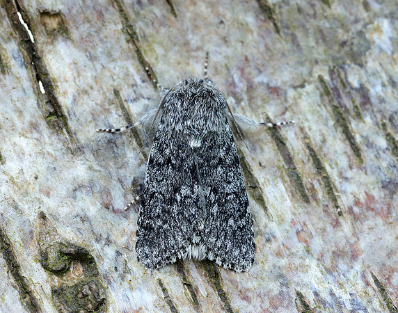73.044 BF2288 Sweet Gale Moth Acronicta cinerea