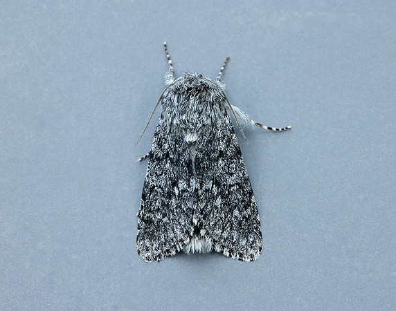 73.044 BF2288 Sweet Gale Moth Acronicta cinerea