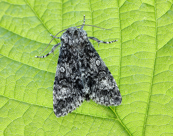 73.046 BF2278 Poplar Grey Subacronicta megacephala