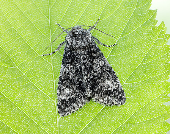 73.046 BF2278 Poplar Grey Subacronicta megacephala
