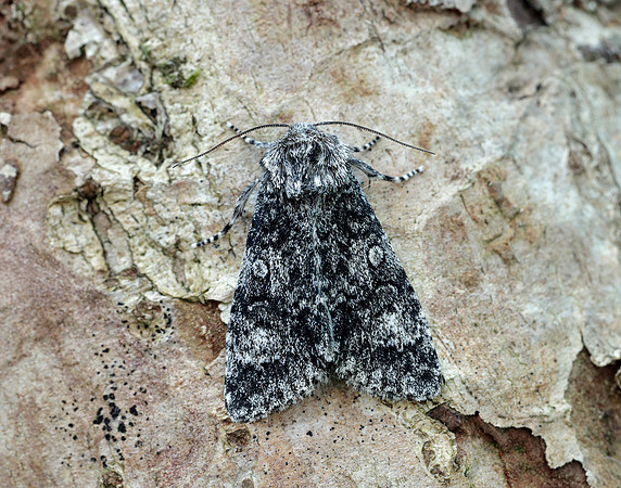 73.046 BF2278 Poplar Grey Subacronicta megacephala