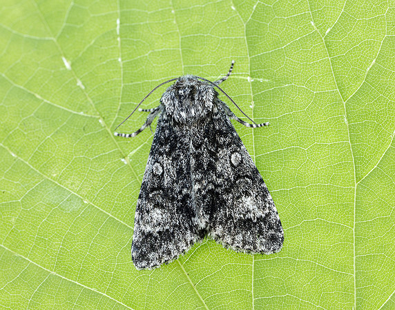73.046 BF2278 Poplar Grey Subacronicta megacephala