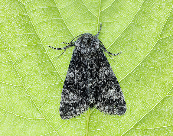73.046 BF2278 Poplar Grey Subacronicta megacephala