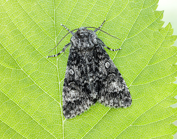 73.046 BF2278 Poplar Grey Subacronicta megacephala