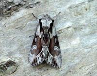 73.110 BF2320 Saxon Hyppa rectilinea