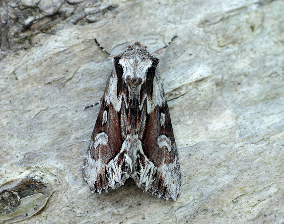 73.110 BF2320 Saxon Hyppa rectilinea