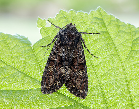 73.238 BF2250 Dark Brocade Mniotype adusta