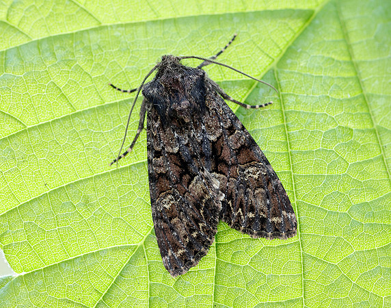 73.238 BF2250 Dark Brocade Mniotype adusta