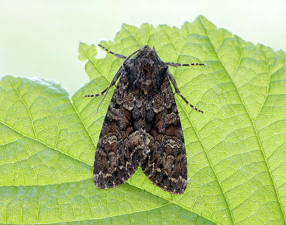 73.238 BF2250 Dark Brocade Mniotype adusta