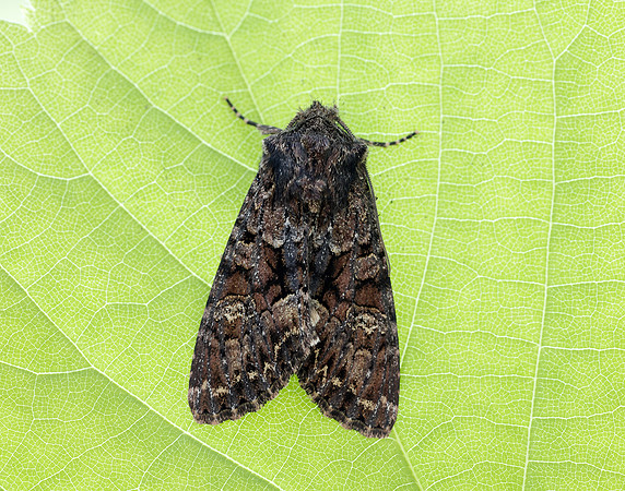 73.238 BF2250 Dark Brocade Mniotype adusta
