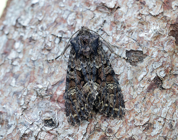 73.238 BF2250 Dark Brocade Mniotype adusta