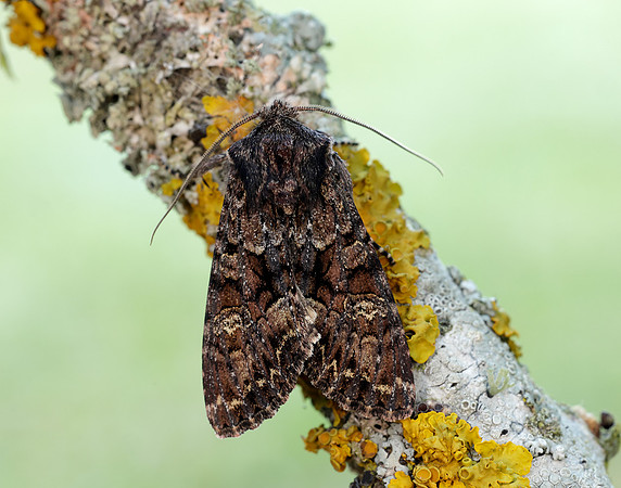 73.238 BF2250 Dark Brocade Mniotype adusta