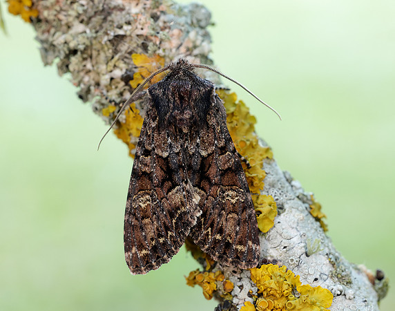 73.238 BF2250 Dark Brocade Mniotype adusta