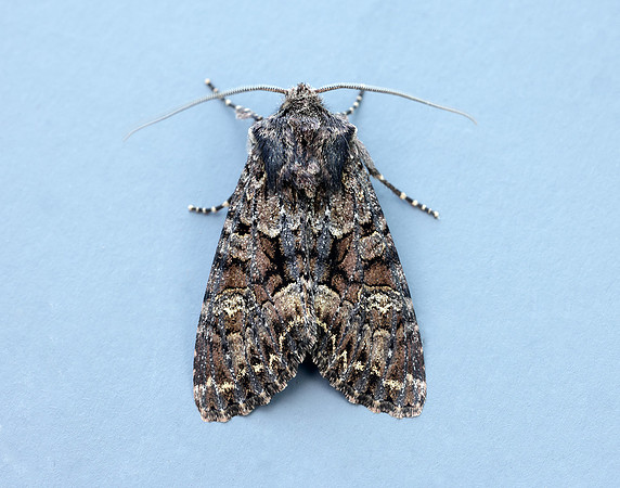 73.238 BF2250 Dark Brocade Mniotype adusta