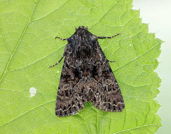 73.238 BF2250 Dark Brocade Mniotype adusta