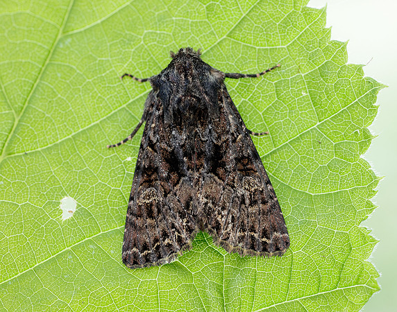 73.238 BF2250 Dark Brocade Mniotype adusta
