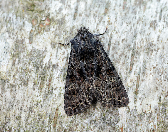 73.238 BF2250 Dark Brocade Mniotype adusta
