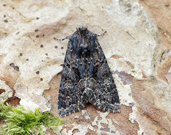 73.238 BF2250 Dark Brocade Mniotype adusta