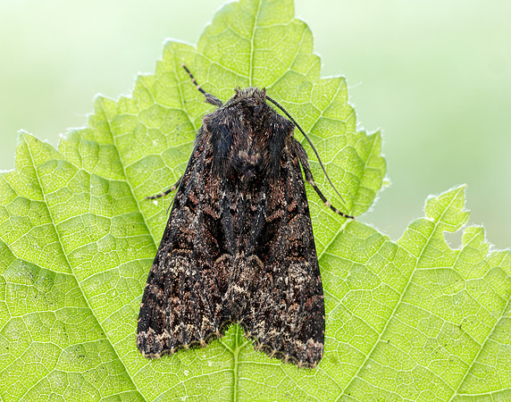 73.238 BF2250 Dark Brocade Mniotype adusta