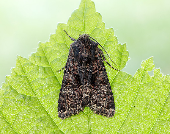 73.238 BF2250 Dark Brocade Mniotype adusta