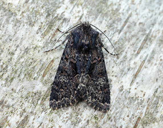 73.238 BF2250 Dark Brocade Mniotype adusta