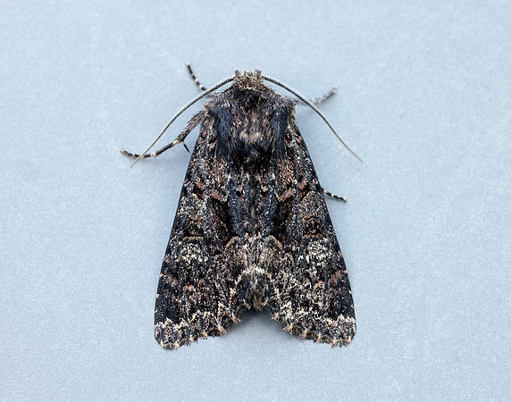 73.238 BF2250 Dark Brocade Mniotype adusta
