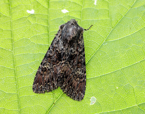 73.238 BF2250 Dark Brocade Mniotype adusta