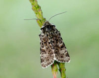 73.256 BF2144 Broad-bordered White Underwing Anarta melanopa