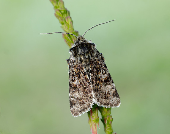 73.256 BF2144 Broad-bordered White Underwing Anarta melanopa