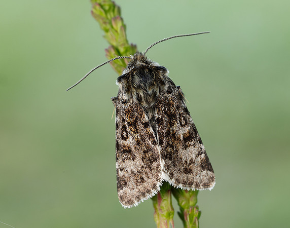 73.256 BF2144 Broad-bordered White Underwing Anarta melanopa