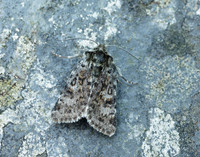 73.256 BF2144 Broad-bordered White Underwing Anarta melanopa