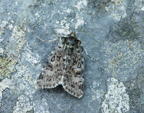 73.256 BF2144 Broad-bordered White Underwing Anarta melanopa