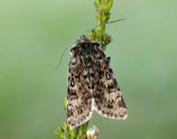 73.256 BF2144 Broad-bordered White Underwing Anarta melanopa