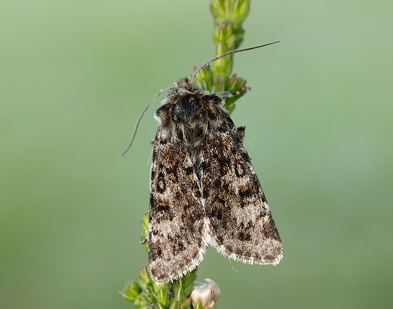 73.256 BF2144 Broad-bordered White Underwing Anarta melanopa
