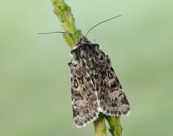 73.256 BF2144 Broad-bordered White Underwing Anarta melanopa