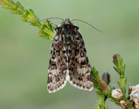 73.256 BF2144 Broad-bordered White Underwing Anarta melanopa