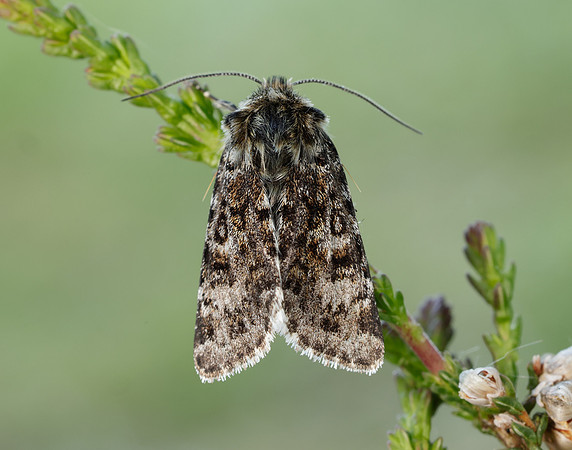 73.256 BF2144 Broad-bordered White Underwing Anarta melanopa