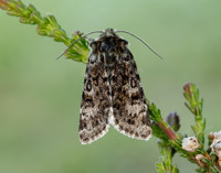 73.256 BF2144 Broad-bordered White Underwing Anarta melanopa