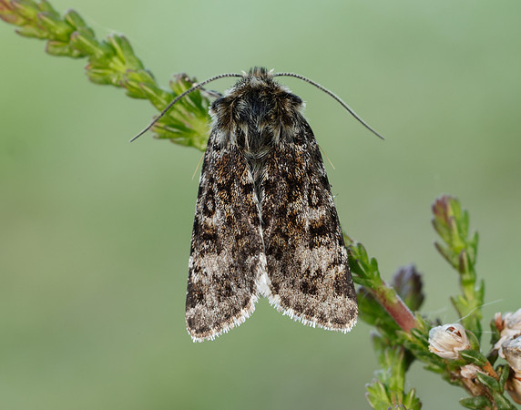 73.256 BF2144 Broad-bordered White Underwing Anarta melanopa