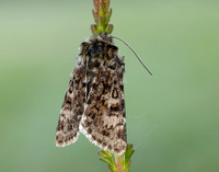 73.256 BF2144 Broad-bordered White Underwing Anarta melanopa