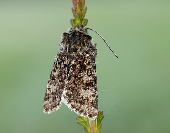 73.256 BF2144 Broad-bordered White Underwing Anarta melanopa