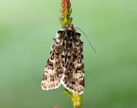 73.256 BF2144 Broad-bordered White Underwing Anarta melanopa