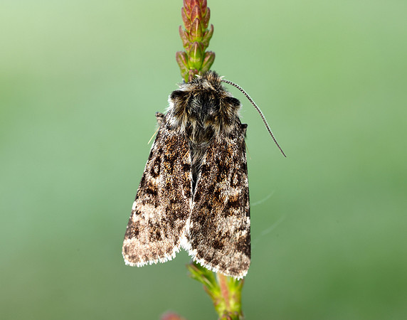73.256 BF2144 Broad-bordered White Underwing Anarta melanopa