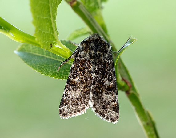 73.256 BF2144 Broad-bordered White Underwing Anarta melanopa