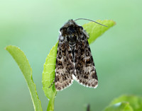 73.256 BF2144 Broad-bordered White Underwing Anarta melanopa